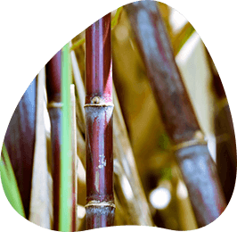 Sugarcane Fiber